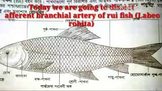 Dissection of Labeo rohitarui fishরুই মাছের অন্তর্বাহী ধমনি পর্যবেক্ষণ [upl. by Ocana156]