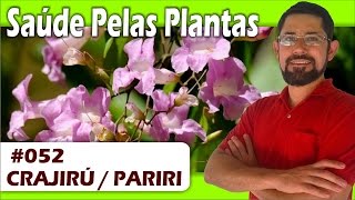 Saúde Pelas Plantas  Crajiru  câncer leucemia anemia cicatrizante hipertensão diurético [upl. by Crispas335]