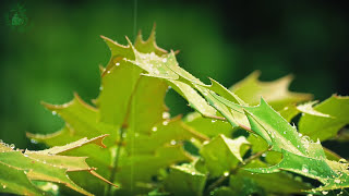 💧 Relaxing Atmosphere of Raindrops Falling on the Leaves of Plants to get to Sleep more Easily [upl. by Thorman1]