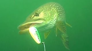 Big northern pike eats a spoon in this underwater video [upl. by Leiba642]