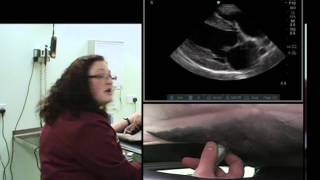 IMV imaging cardiac ultrasound video 4  Right parasternal long axis 4 chamber view [upl. by Ordnaxela112]