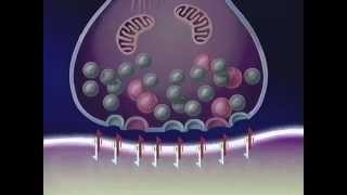 quotNeuronale Wirkmechanismen der Antidepressivaquot für CIBA GEIGY [upl. by Emsoc]