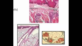 Unicellular and multicellular exocrine epithelial glands [upl. by Stilu]