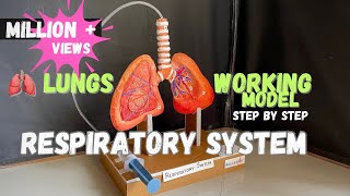 Respiratory system model lungs working model science biology medical NakulSahuArt [upl. by Ardene]