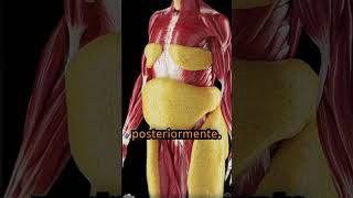 DESARROLLO Y DEFINICION DEL ABDOMEN 02  SALVADORMJZ  CERTIFICACIONES INSTITUTOIIAFF [upl. by Areikahs557]