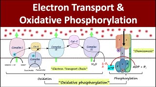 Electron Transport amp Oxidative Phosphorylation  Mitochondrial Respiration  Biochemistry Basics [upl. by Christis]