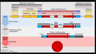 RIPASSONE  Biologia molecolare 3 Struttura dei geni e regolazione trascrizionale [upl. by Katya116]