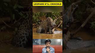 Crocodile Get Punished by Leopard  Wildlife Animals Attack [upl. by Ackler]