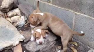 Red Nose Pitbull puppies FULLblooded for sale 250 brindle female pit puppy pits 706 528 0513 [upl. by Rubetta176]