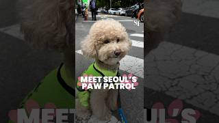 Meet Seoul’s paw patrol southkorea dogs [upl. by Airot]