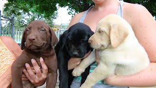 Adorable Labrador Retriever Puppies [upl. by Ibby549]