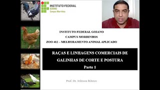 Principais raças de galinhas  Parte 1 [upl. by Esiahc401]