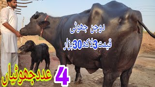 4 Neeli Ravi top milking buffalo big auder quality neeli brand gift [upl. by Orrocos686]