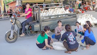 Harvesting A Flock Of 40 Ducks Goes To Market Sell And Buy Ducklings To Raise  Free Bushcraft [upl. by Acemahs]