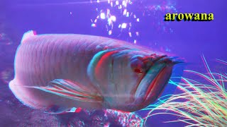 Your virtual aquarium 3D anaglyph 1 [upl. by Thapa]