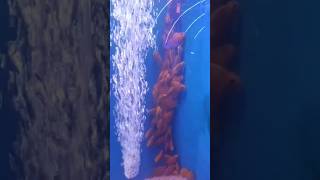 Fish Aquarium Bhopal Utsav Mela shorts ActWithKushagra fish reels mela bhopal status [upl. by Gwendolyn]