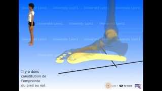 Le pied  appuis déformations propulsion [upl. by Boulanger]