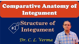 Structure of IntegumentSkin [upl. by Annayak]