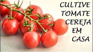 Cultivo de Tomate Cereja Comece hoje mesmo sua plantação em casa [upl. by Lennahs882]