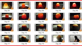 Day to Day Egg Candling Video from 2nd Day to 21st Day to Cutest Chick Hatch [upl. by Placido]