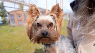 Vergabefilm WINNIE  Yorkshire Terrier  03032024 [upl. by Ahsilac]