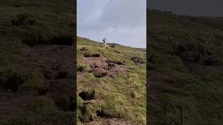 ferreting hunting fieldsports lurcher rabbiting rabbitexpress huntingdog workingdog [upl. by Ycaj808]