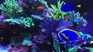 🐟 Coral Reef Aquarium Fish Tank with Water Sound  Tropical Fish Screensaver 10 Hours [upl. by Okomom153]