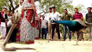 ऐसे मंजर को देखकर क्या साबित होता है इसे दोस्ती कहते है या दुश्मनी 🤔 Peacock Vs Cobra Snake Rescue [upl. by Kwasi]