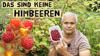 Japanische Weinbeeren im Garten anbauen So schmecken die himbeerähnlichen Früchte Anbautipps [upl. by Vite]