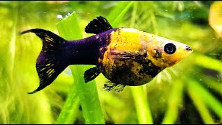 LIVE AQUARIUM Experience🐟 Fish Tank Livestream with Relaxing Water Sounds 🐠 [upl. by Enelloc]