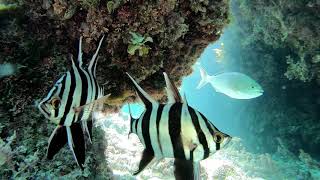 Rottnest Island Western Australia  One day and 5 hours of Snorkelling  Gopro Hero 7 [upl. by Kurt]