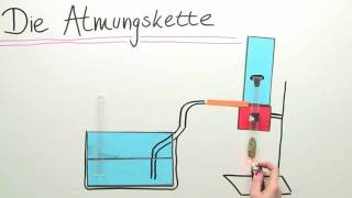 ATMUNGSKETTE  ENERGIEGEWINNUNG IM MITOCHONDRIUM  Biologie  Stoffwechselbiologie [upl. by Ymiaj]