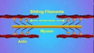 5 Details of ActinMyosin Crosslinking [upl. by Aisan552]