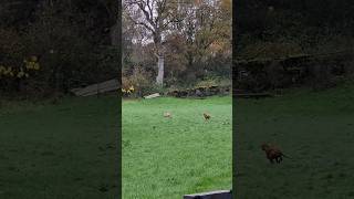 ferreting hunting rabbiting lurcher fieldsports workingdog huntingdog [upl. by Peursem]