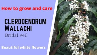 Clerodendrum wallichi Bridal veil Nodding clerodendron Beautiful white elegant dangling flowers [upl. by Brittney25]