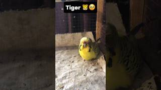 Mere Budgies ki 😭 Bohut Khaternakh 🥹 Fight hogyi  Part 1  minivlog budgies trendingshorts [upl. by Eelac]