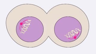 How Healthy Cells Divide  What is Cancer  Cancer Research UK [upl. by Victoria]