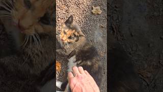 Rare encounter with a dirt monkey youtubeshorts menswellness cat kittycat [upl. by Oralle]