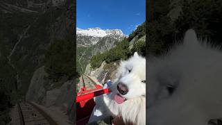 My Samoyed takes a roller coaster 🎢😍samoyed dog rollercoaster gelmerbahn [upl. by Boleyn208]