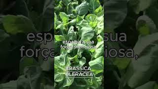 BRASSICA OLERACEA AKA PENCA [upl. by Otiragram]