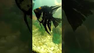 Black anjel fish👌shortsyoutubeviral [upl. by Anitsud19]