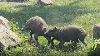 Babirusa fight [upl. by Broome]