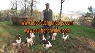 Complete Springer Spaniel Training Series [upl. by Wendel]