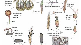 Life cycle of ergot [upl. by Laleb]