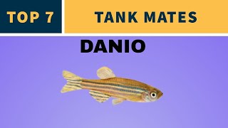 TOP 7 TANK MATES FOR DANIOS [upl. by Nosaj]