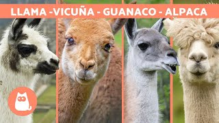 LLAMA vs ALPACA vs VICUÑA vs GUANACO 🦙 ¡Aprende a diferenciarlos [upl. by Bently]