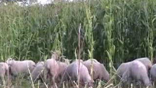 GRAZING CORN  Maize With Jack Kyle [upl. by Tia]