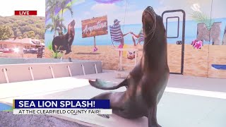 Sea lion splash Clearfield County Fair [upl. by Cyler]