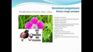 Geranium sanguineum vision rouge pourpre plante vivace [upl. by Esiocnarf]