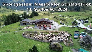 Sportgastein Nassfelder Schafabtrieb 11092024 [upl. by Wichern630]